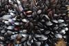 Mussels