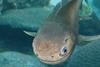 bonyfish