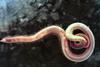 annelid