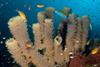 Sea-Sponges