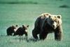 bears