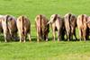 Cows