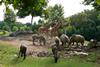 beauval 1