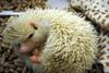 Albino hedgehog