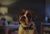 JohnLewis1-20161109021821938