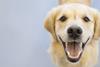 Hearing dog