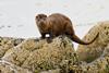 Otter on Skye