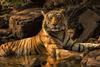 tiger7-andrew-james