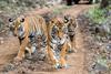 tiger-safari-in-india
