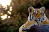 russ-maclaughlin-tiger-flipped
