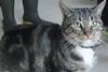 Bob the cat