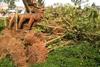 Ash trees