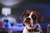 John lewis buster