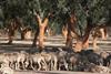 Sheep and cork oaks