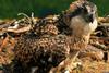 Osprey chick