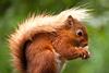 Red squirrel