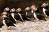Puffin