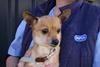 chihuahua left on train