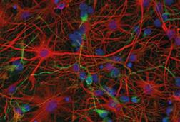 Murine neurons