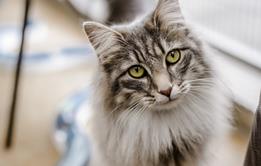 cats