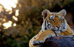 russ-maclaughlin-tiger-flipped