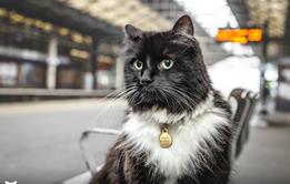 Felix the Huddersfield Station cat