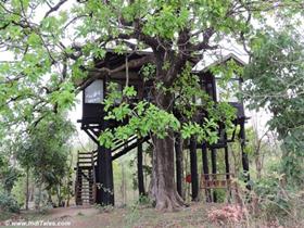 pench-earth-lodhe-tree-house