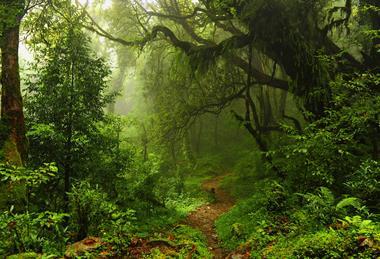 Jungle3