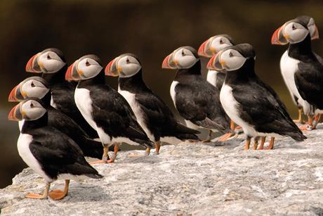 Puffin