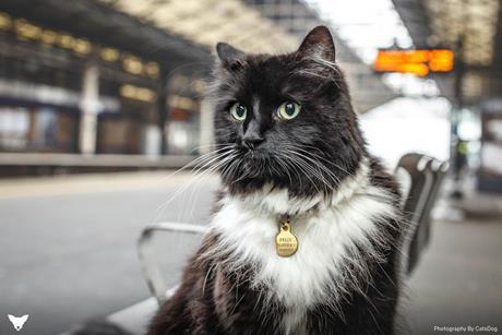 Felix the Huddersfield Station cat