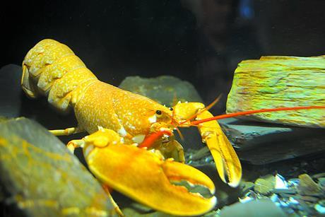 lobster