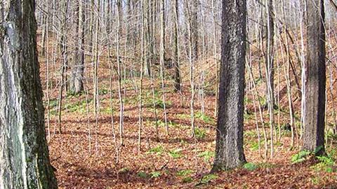 Sustainable silviculture