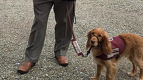 Gaelic dog