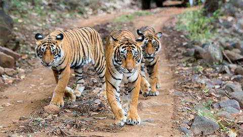 tiger-safari-in-india