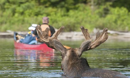 Moose in Algonquin