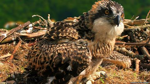 Osprey chick