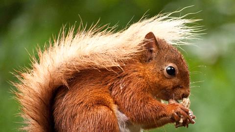 Red squirrel