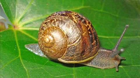 Garden snail