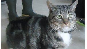 Bob the cat