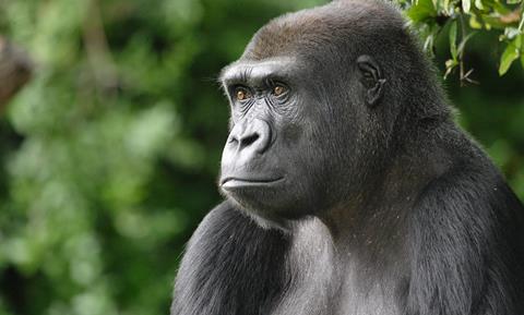 gorilla