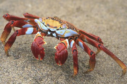 arthropod