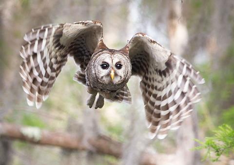 owl