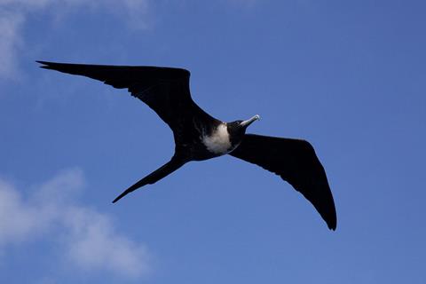 birds