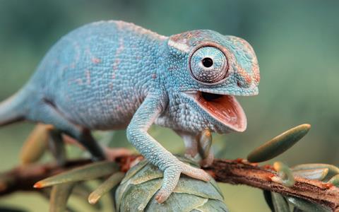 reptiles