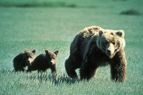 bears