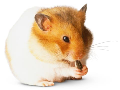 rodent
