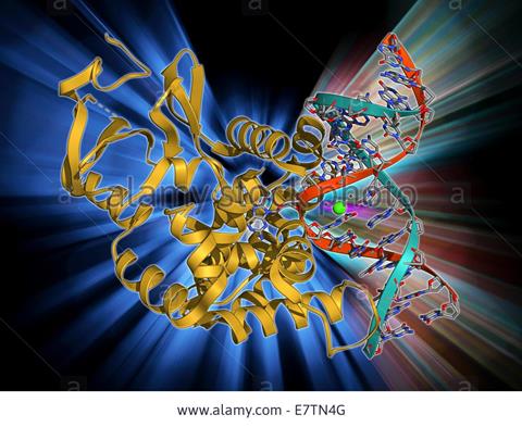 oxoguanine glycosylase complex