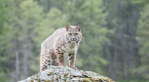 Bobcat