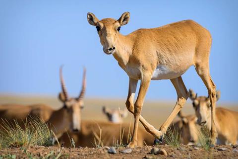 Saiga antelope now live only in Russia, Kazakhstan and Mongolia