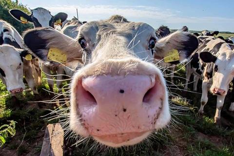 Cows are a key driver of global warming